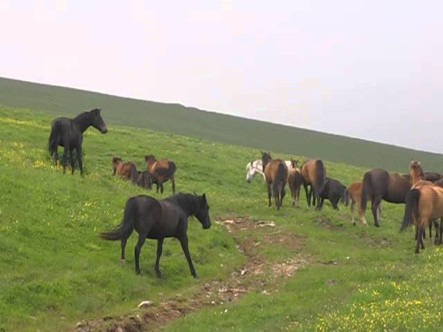 ՄԻՊ. Ադրբեջանական զինծառայողները փորձել են գողանալ հովվի ձիերը