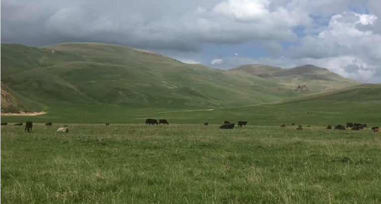 Վայոց ձորում ադրբեջանցիները 75 խոշոր եղջերավոր կենդանի են հափշտակել