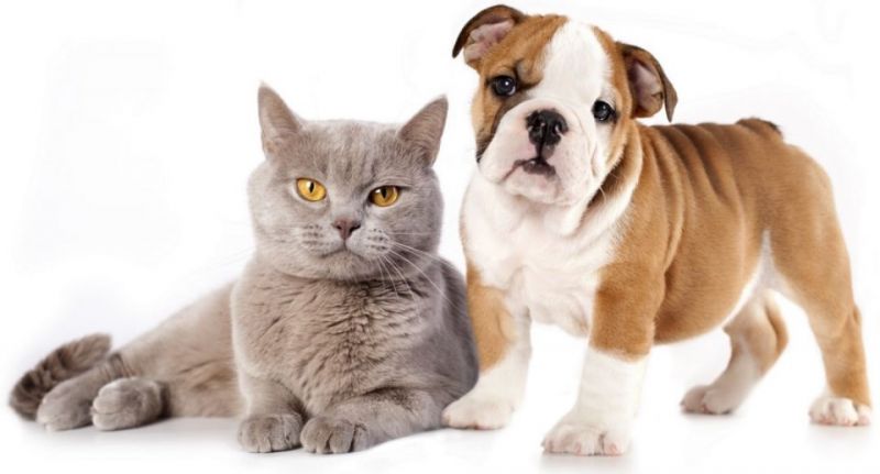 Նոյեմբերի 1-ից շուն և կատու պահող երևանցիները պետք է պարտադիր հաշվառեն կենդանիներին, այլապես կտուգանվեն