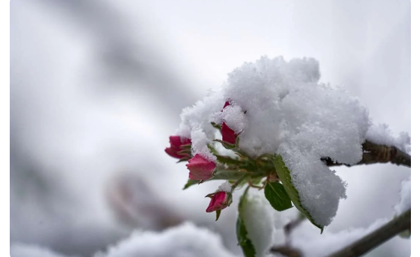 Լեռնային շրջաններում և Լոռիում սպասվում է 0-4 աստիճան ցուրտ, կտեղա ձյուն